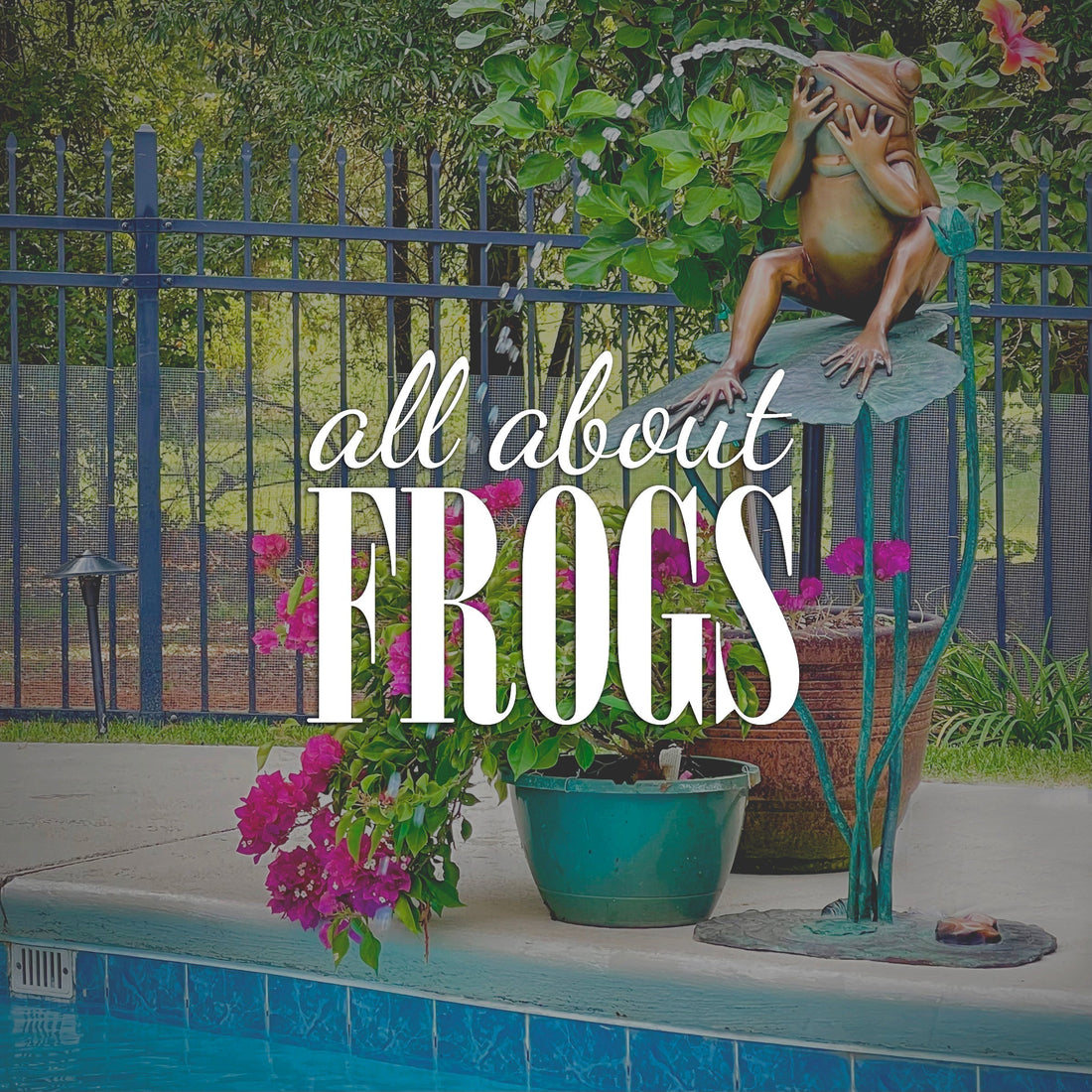 All About Frogs